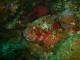 Thumbs/tn_watersporpion fish 2.jpg